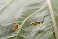 Bonte geelschild (Campyloneura virgula) 7-2015 2796